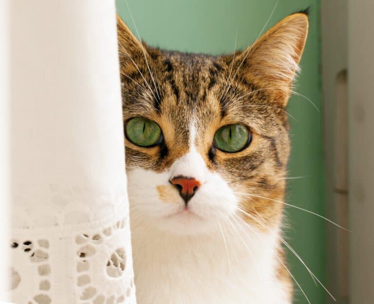 cat is peeing blood - closeup image of a calico cat peeking out from behind a white curtain against a light green wall