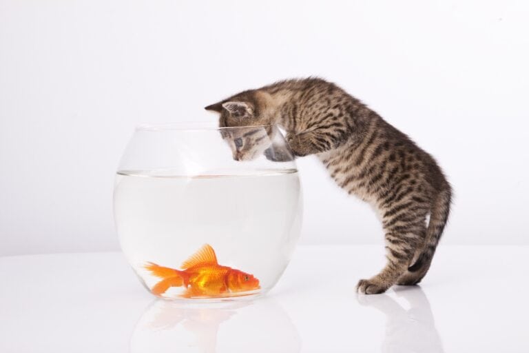 why do cats knock things over - grey tabby kitten trying to tip over a goldfish bowl, isolated on a white background
