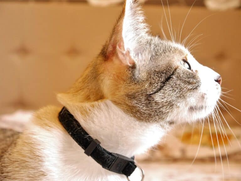 cat collar sizes - orange and white cat wearing a black nylon breakaway collar