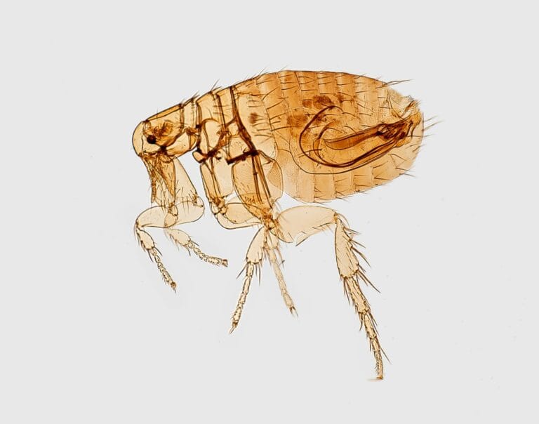 what do cat fleas look like to the human eye - microscopic view of a cat flea isolated on a light grey background