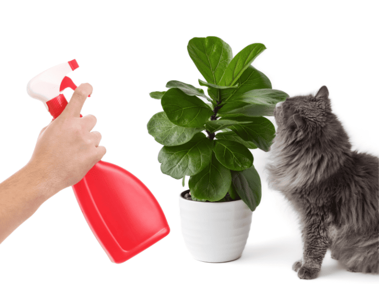 DIY cat repellent spray - a grey longhaired cat looking curiously at a potted plant, with a hand holding a red and white spray bottle, all isolated on a white background