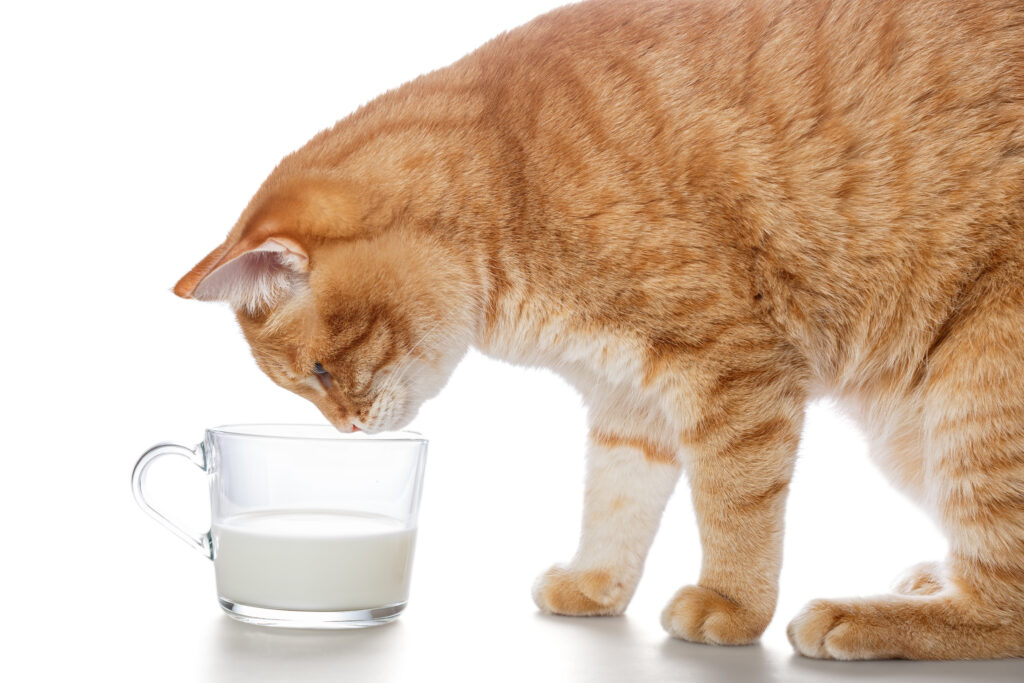 can c ats have oat milk - large ginger cat looking into a small glass of milk isolated on a white background