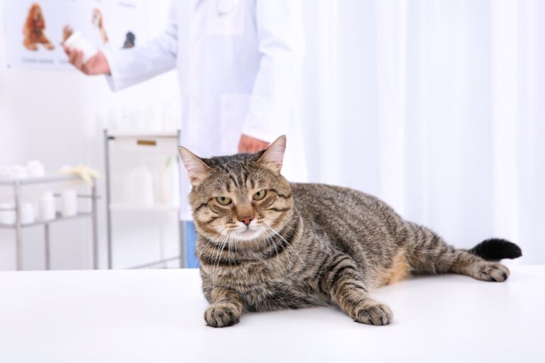 cat can't walk after gabapentin - grey tabby cat laying on an exam table in a veterinarian's office