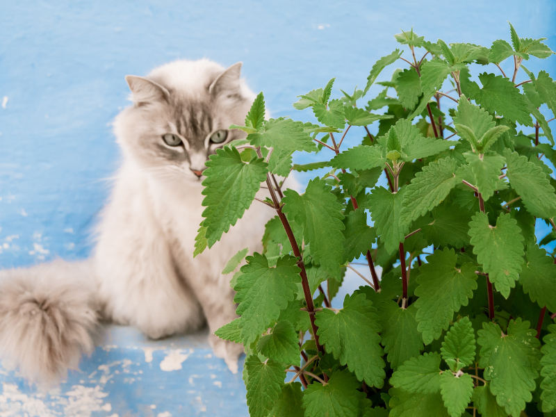 young siamese cat sitting behind a catnip plant on a blue background, illustrating "when can kittens have catnip"