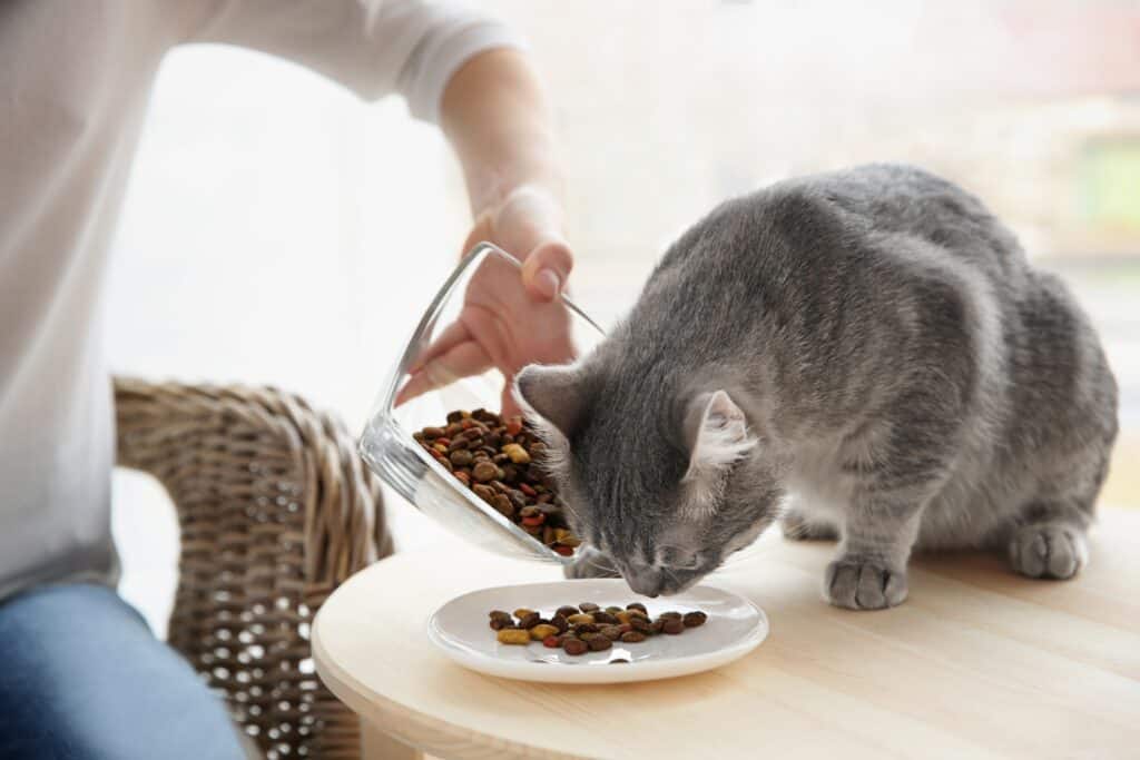 How Much to Pay a Cat Sitter for a Week - grey cat being fed kibble in a white dish as it sits on a low table