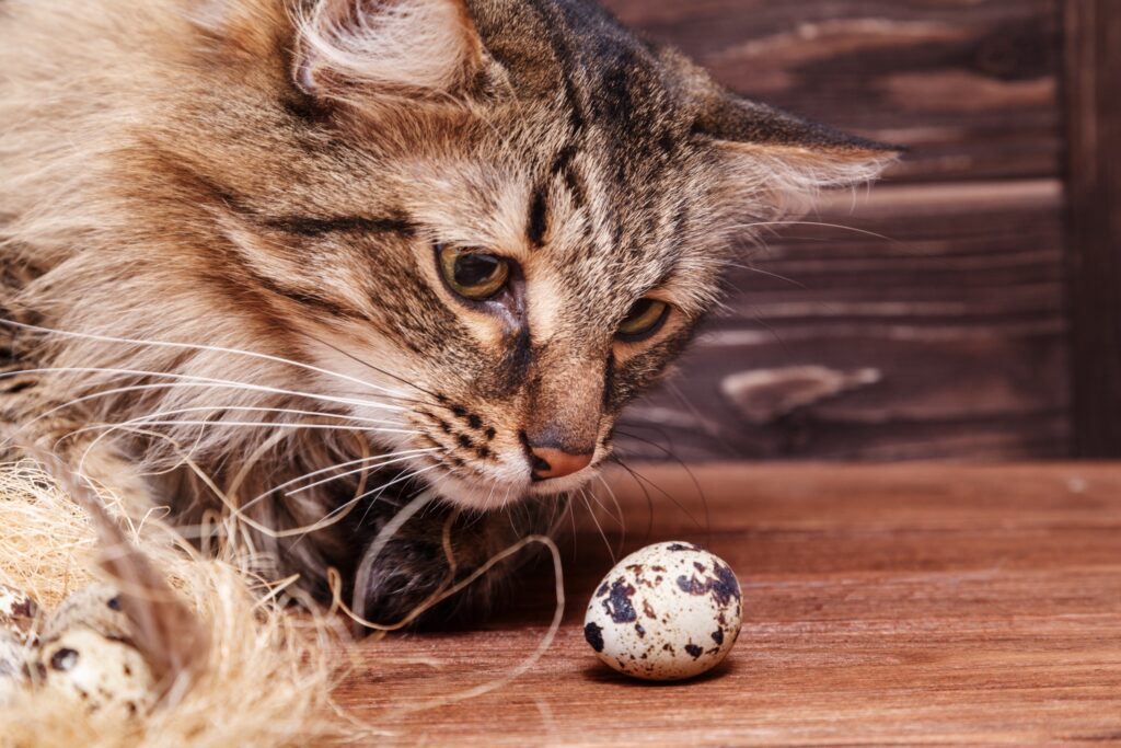 can cats eat eggs - images of a brown tabby cat looking curiously at a speckled quail egg, wood grain background