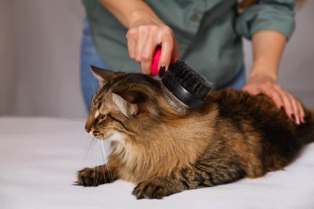 How Much to Pay a Cat Sitter for a Week - long haired brown tabby cat being brushed
