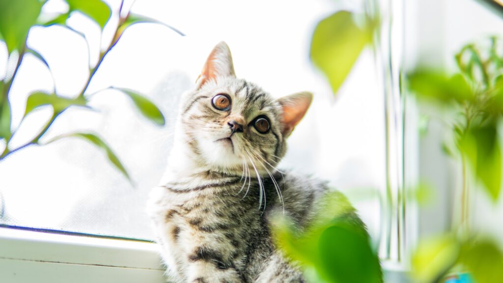Are Fig Plants Poisonous to Cats - grey tabby kitten sitting on a windowsill  behind house plants