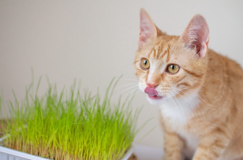 Are Fig Plants Poisonous to Cats - young orange and white cat nibbling on a pot of cat grass