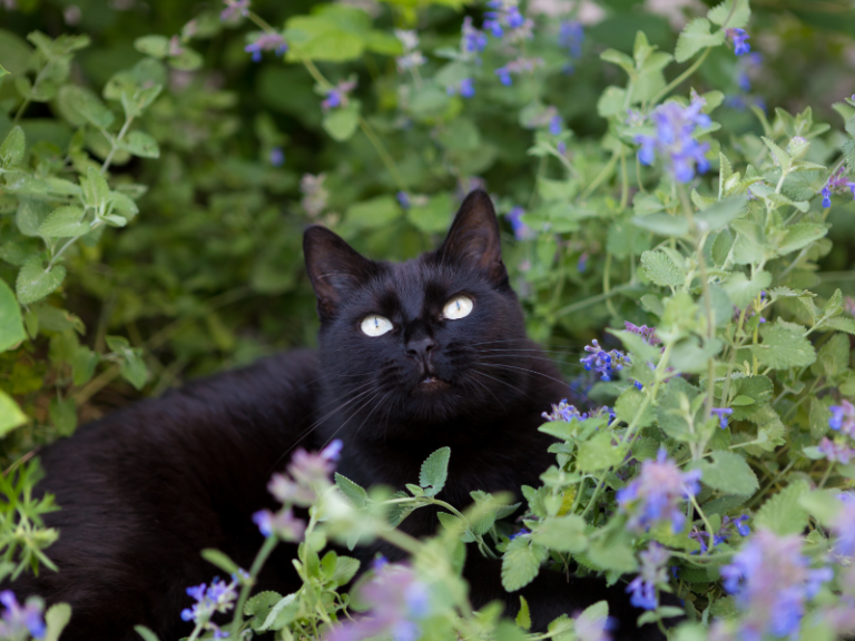 black cat laying amid catnip plant -when can kittens have catnip?