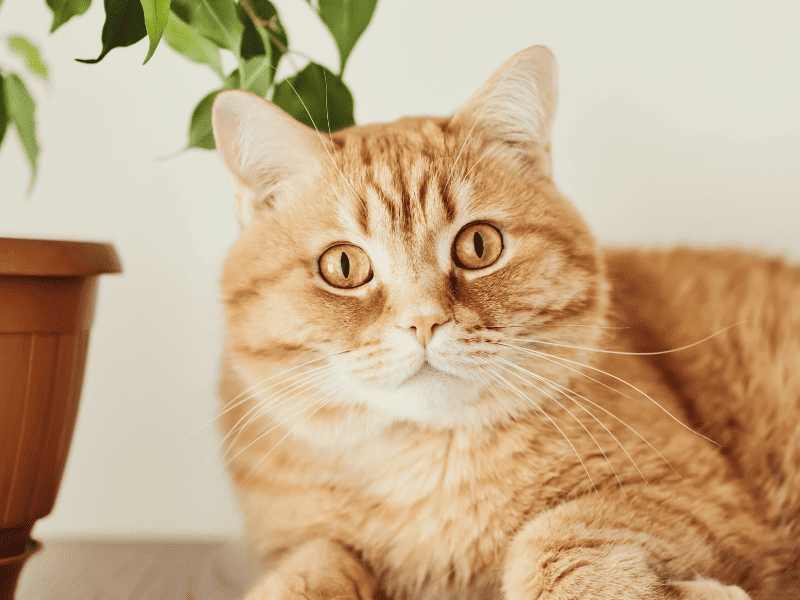 DIY cat repellent spray - orange tabby at laying beside a potted plant looking at the camera