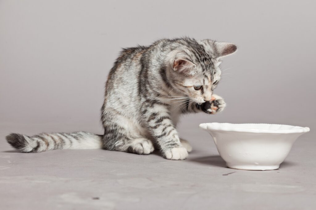can cats have oat milk - grey tabby cat drinking milk from a white bowl, grey background