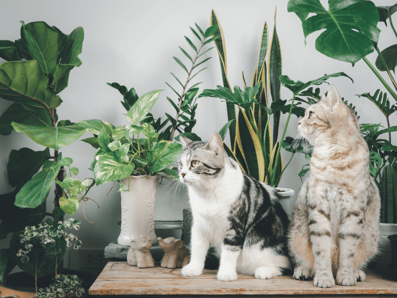 DIY cat repellent spray - two cats sitting on a table in front of a bunch of potted plants