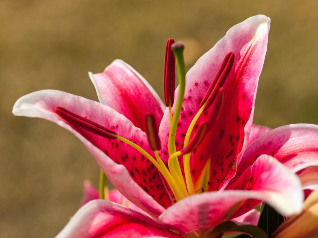 closeup of a pink asiatic lily, used to illustrate that Easter lilies & cats don't mix