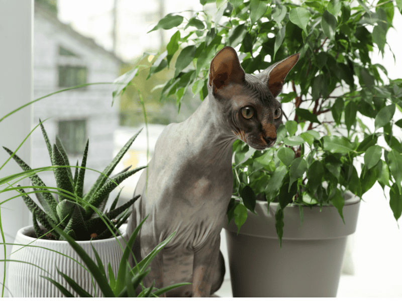 DIY cat repellent spray - grey sphynx cat sitting in the middle of several potted plants