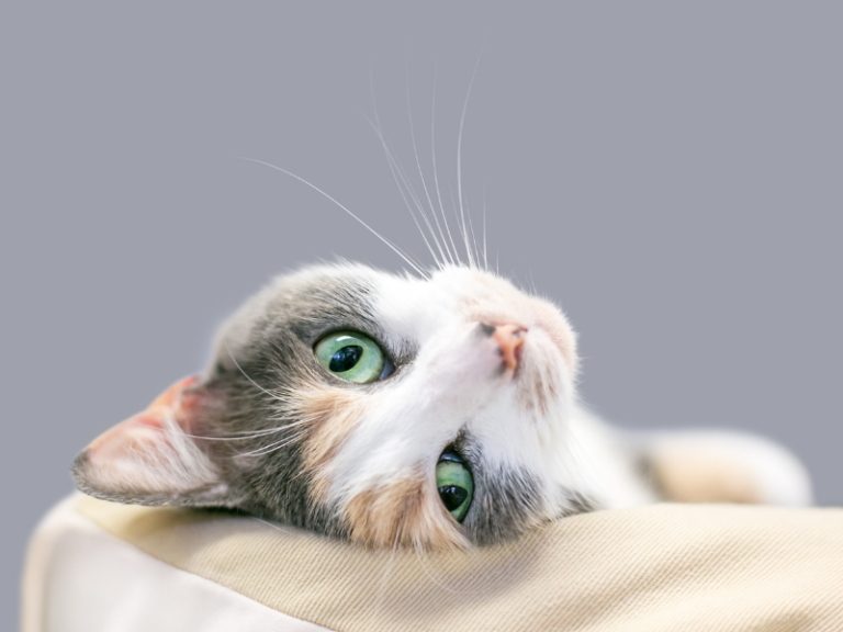 dilute calico cat - cute cat laying on back looking at camera, grey background, on a what blanket