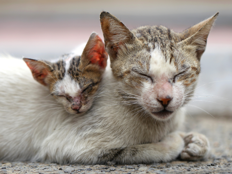a grey and white street cat with her kitten, both are sleeping in the street. Both are thin, sick and have skin disease and are in need of animal rescue