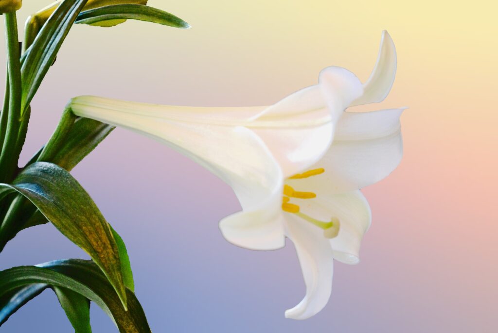 easter lily flower against a pastel background, used to illustrate that easter lilies & cats 