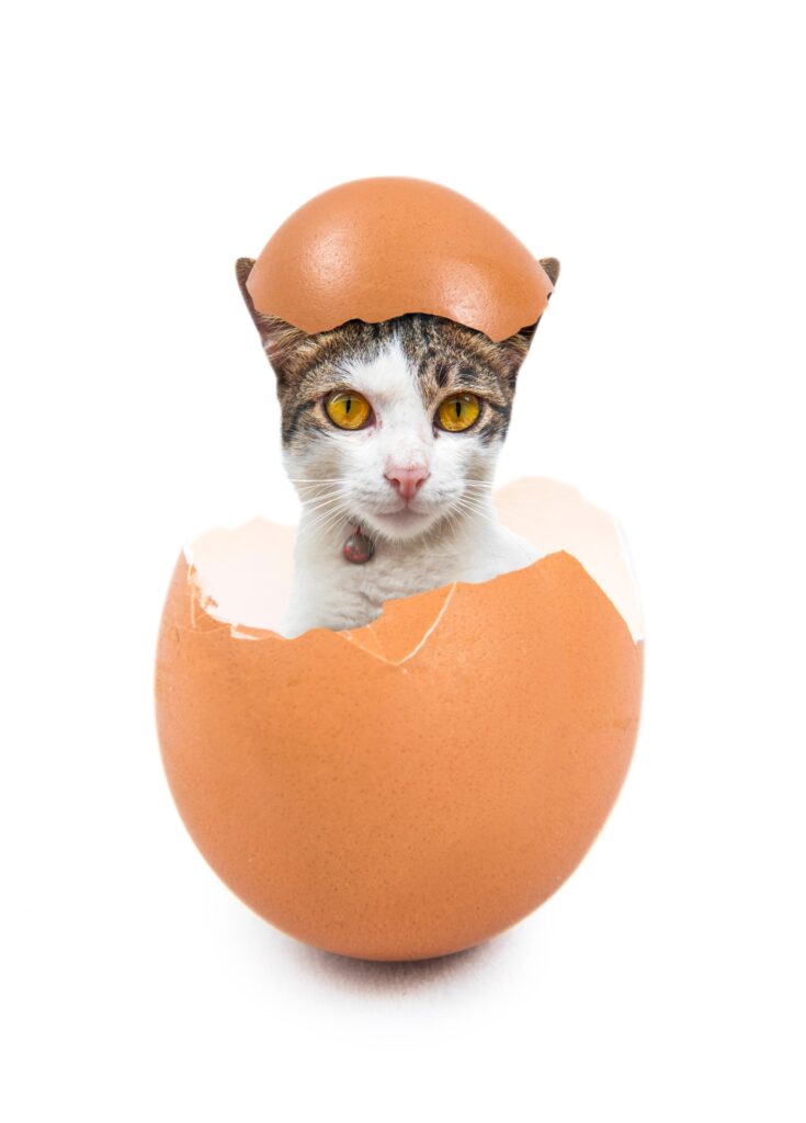can cats eat eggs - photoshopped image of a grey and white cat popping out of a brown egg shell