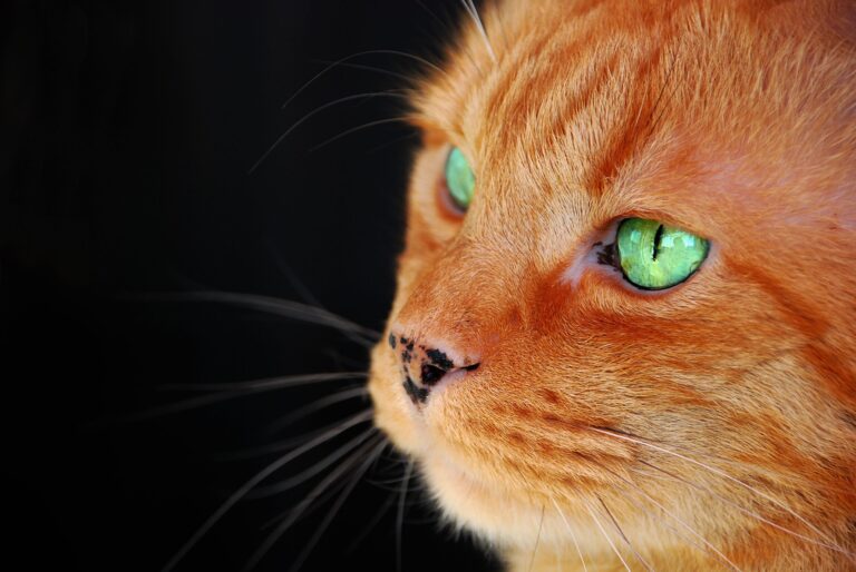 orange cats - closeup of the face of an orange tabby cat with vibrant green eyes isolated on a black background
