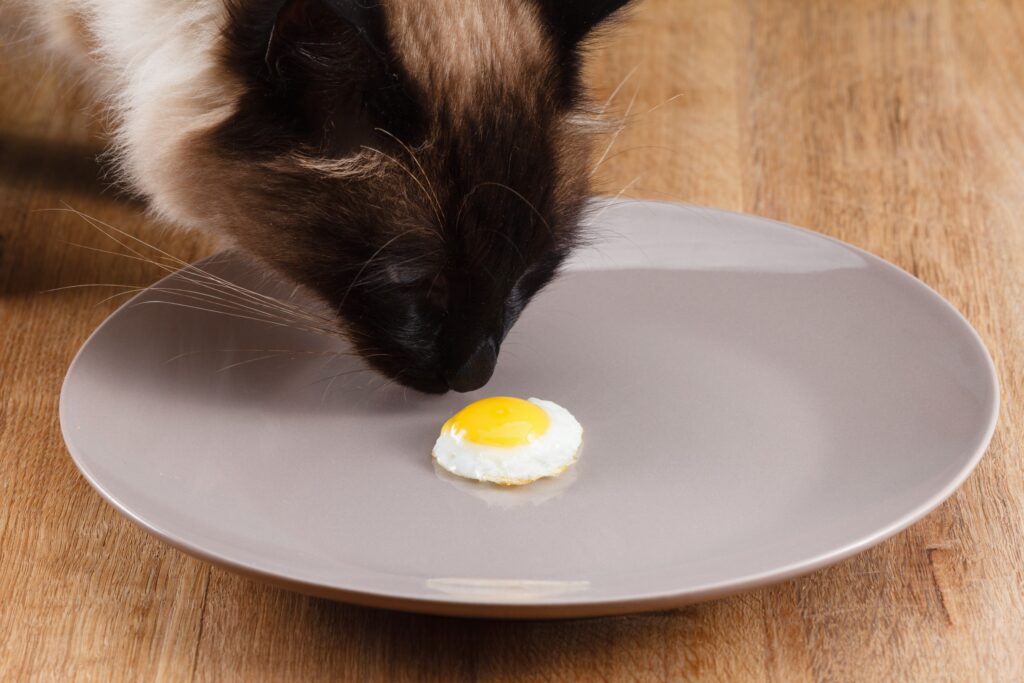 can cats eat eggs - Siamese cat sniffing a small fried quail egg on a big grey plate