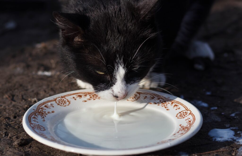 can cats have oat milk - black and white cat lapping milk out of a china saucer