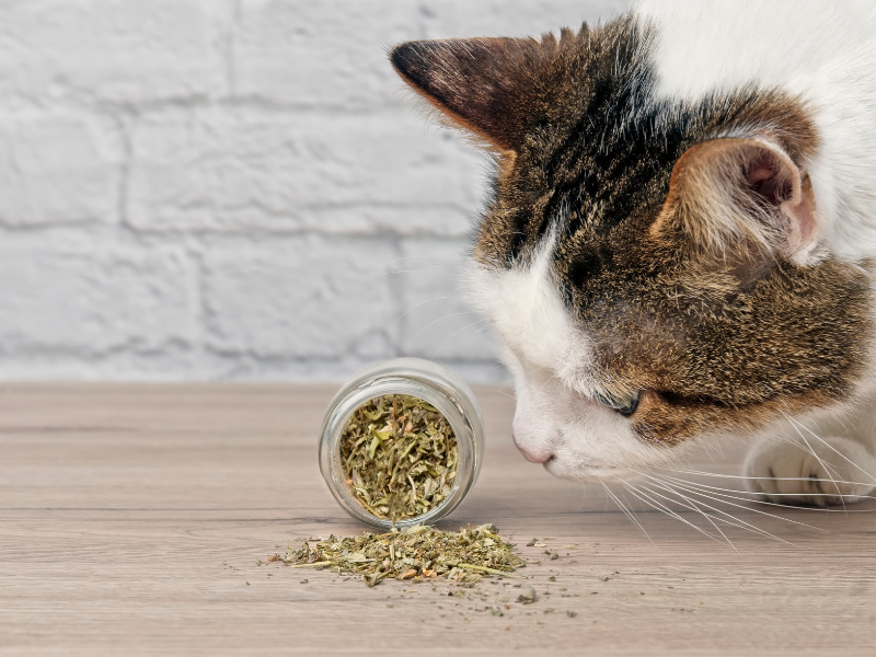 closeup of a brown and white tabby sniffing at a spilled jar of catnip illustration "when can kittens have catnip"