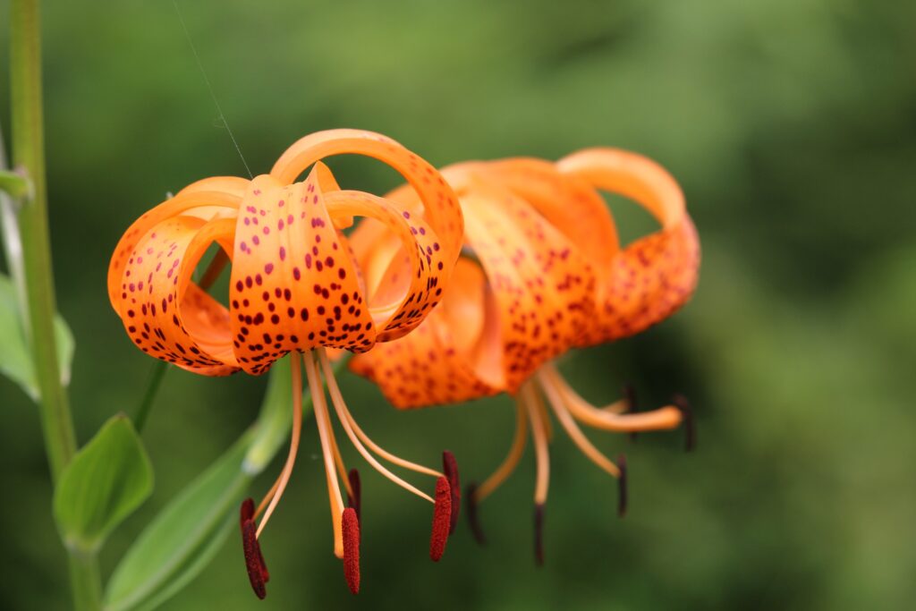 closeup of a tiger lily flower, illustrating that easter lilies & cats don't mix