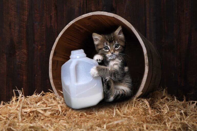 Can Cats Have Oat Milk - maine coon kitten holding a small jug of milk, on a straw bale with barnboard background