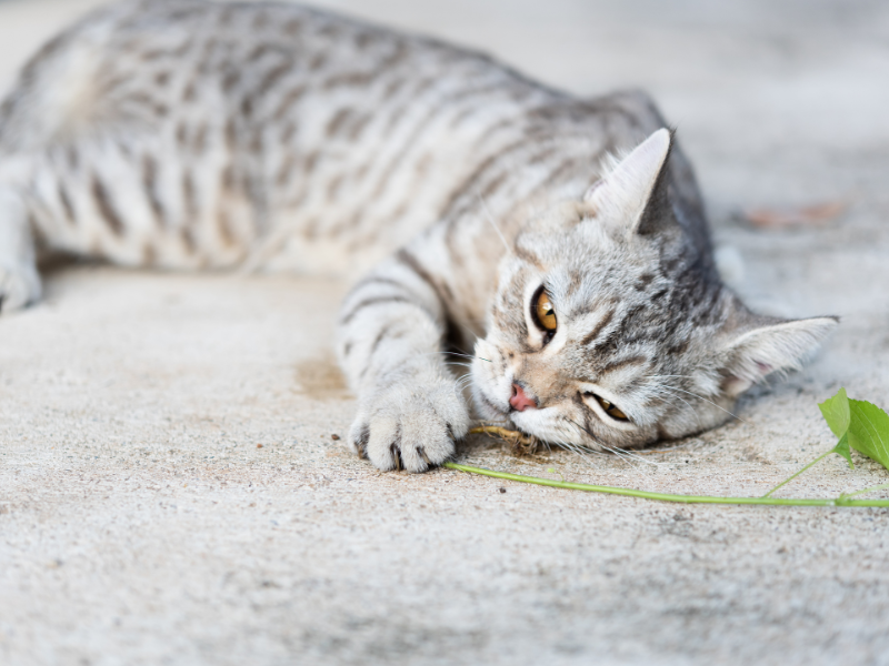 silver bengal cat laying on concrete zoned out after nibbling on the catnip in front of him, illustrating "when can kittens have catnip"