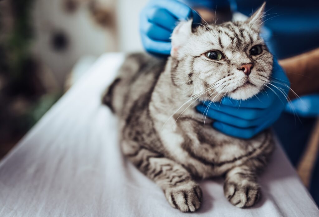 cat ear infection - image of a veterinarian examining the ears of a silver tabby cat