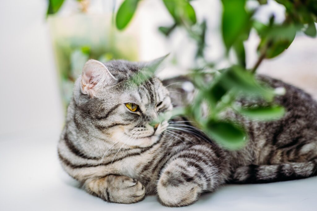 Are Fig Plants Poisonous to Cats - grey tabby cat laying underneath a house plant
