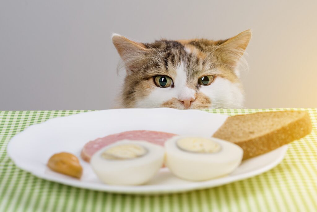 can cats eat eggs - image of a calico cat peering over the edge of a table looking at a plate with boiled eggs on it
