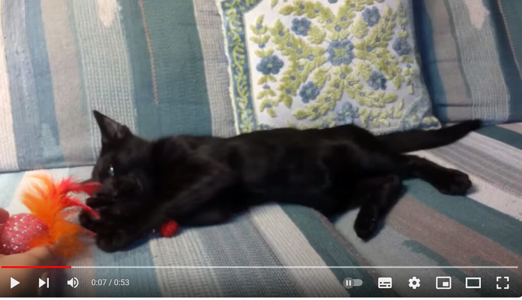 video still of a black bengal cat