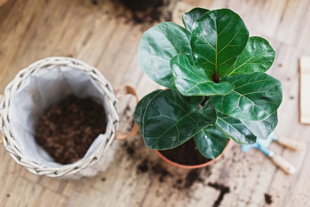 Are Fig Plants Poisonous to Cats - small fiddle leaf fig plant viewed from the top