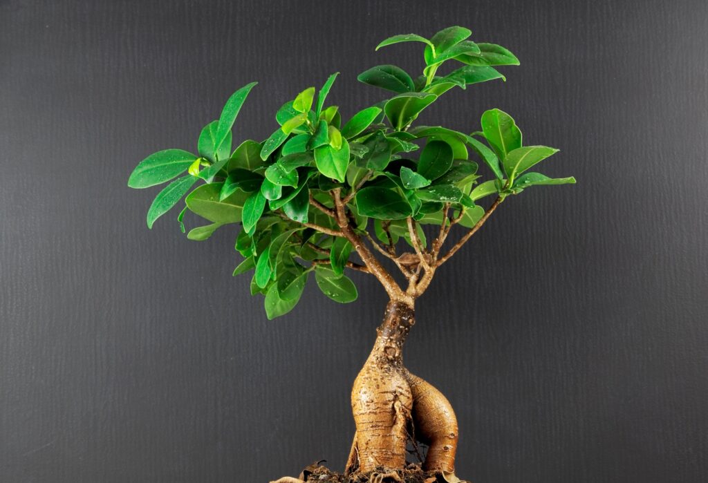 Are Fig Plants Poisonous to Cats - bonsai ginseng ficus against a grey-brown background