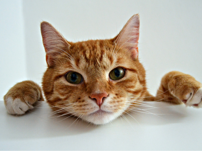 orange tabby cat peaking over the edge of a white table