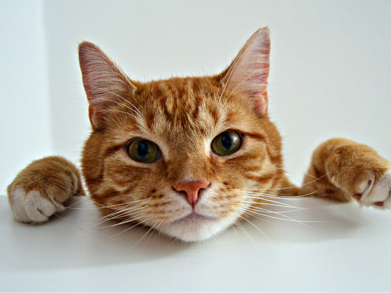 orange tabby cat peaking over the edge of a white table