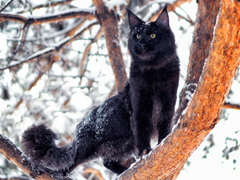 black maine coon cat outdoors in a tree on a snowy day