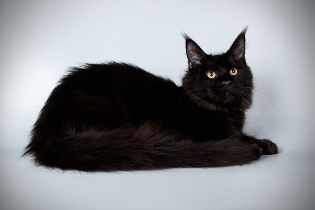 black maine coon cat, studio image, grey background
