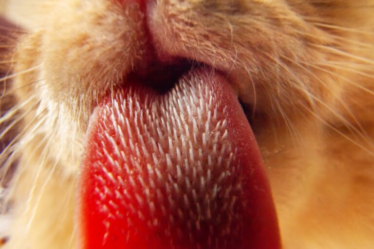 Cat's Tongue Close Up View