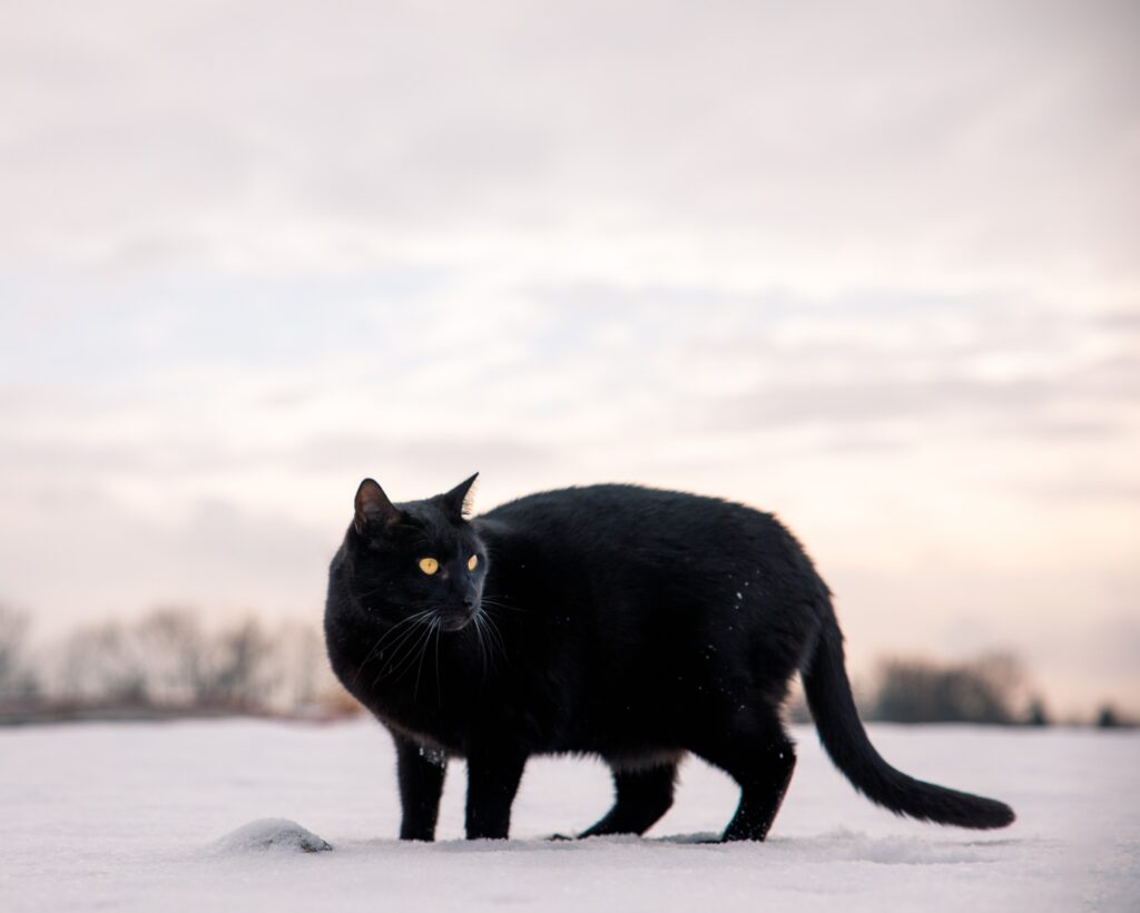 black cat outside winter day in the snow