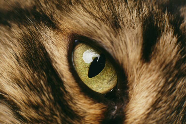 macro closeup of a brown tabby's green eye, used to illustrate "what colors do cats see"