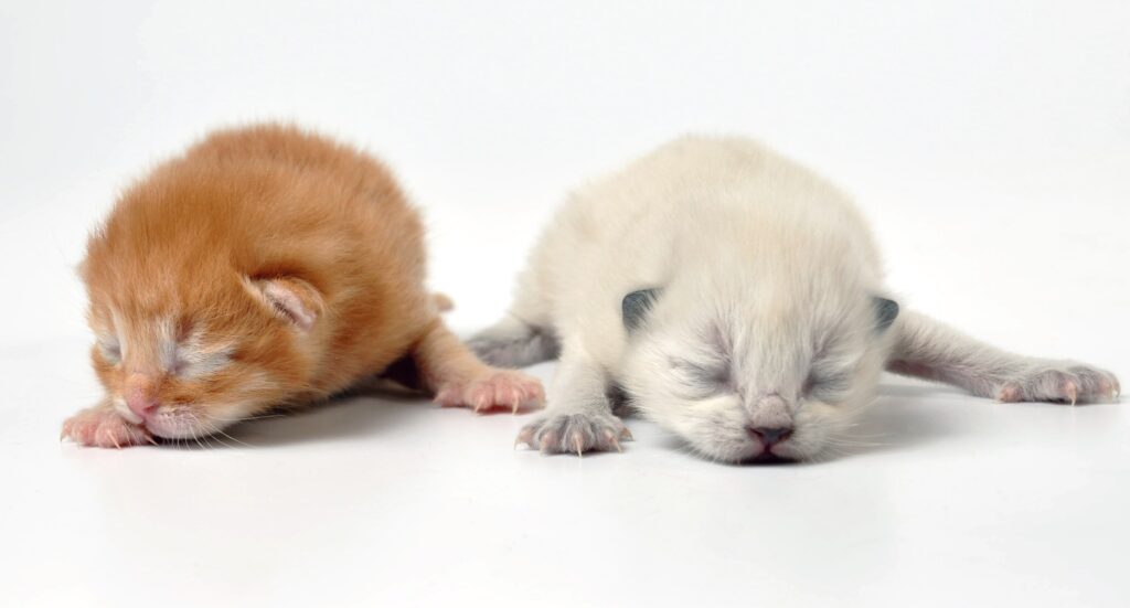 studio image, newborn kittens one is white and one is orange, isolated on white background