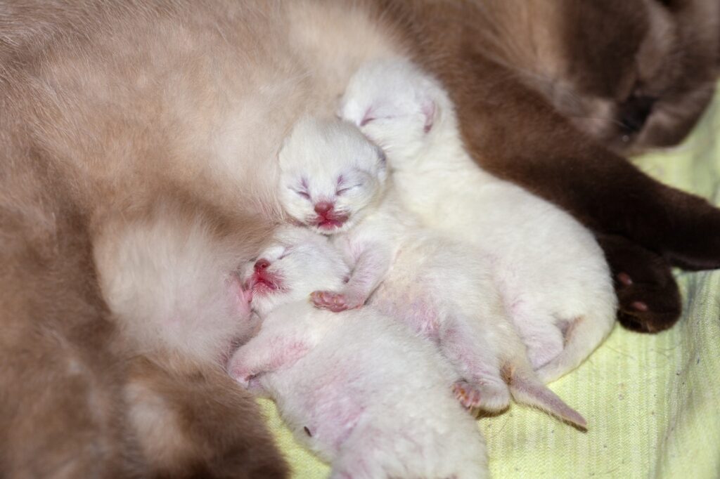 How Many Kittens Can a Cat Have? 3 white newborn kittens asleep after nursing