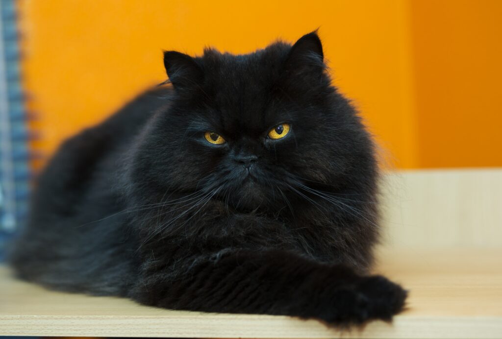 fluffy black cat, orange background