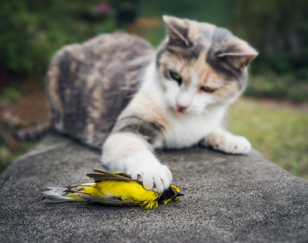 dilute calico cat on a rock playing with a yellow bird she has hunted and killed