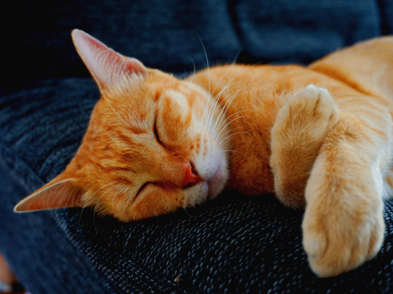 orange cat sleeping on a dark blue sofa