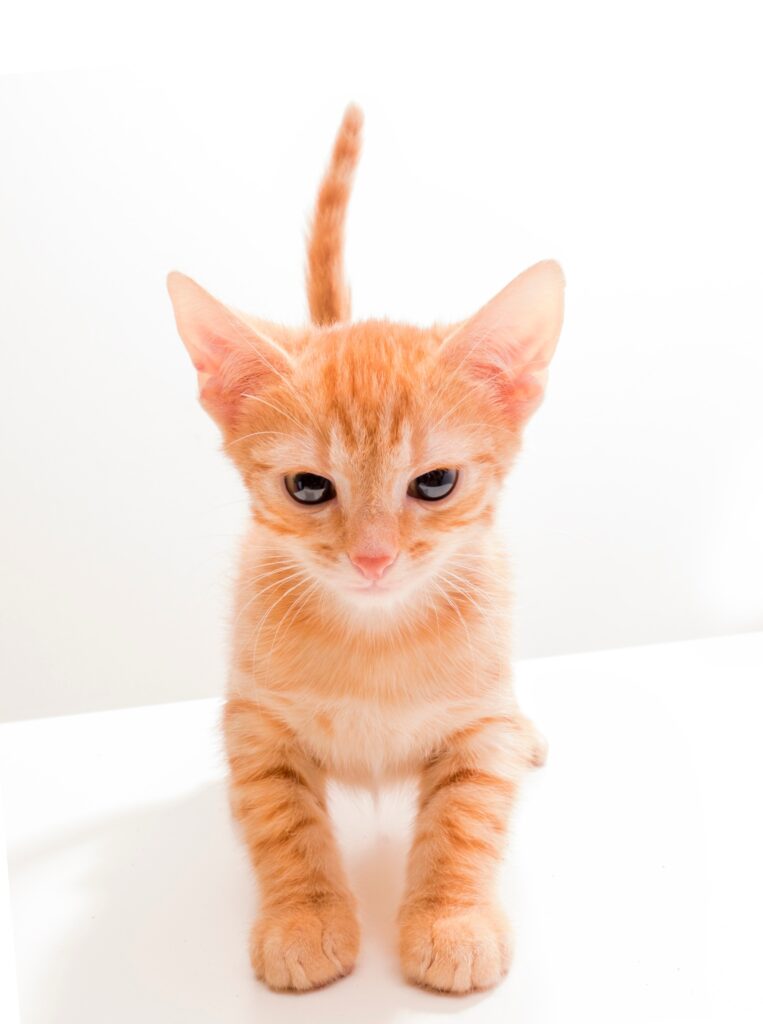 cute young orange kitten on a white background