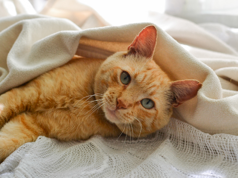 orange cat lazily sleeping under white blanket, Orange Cat Names
